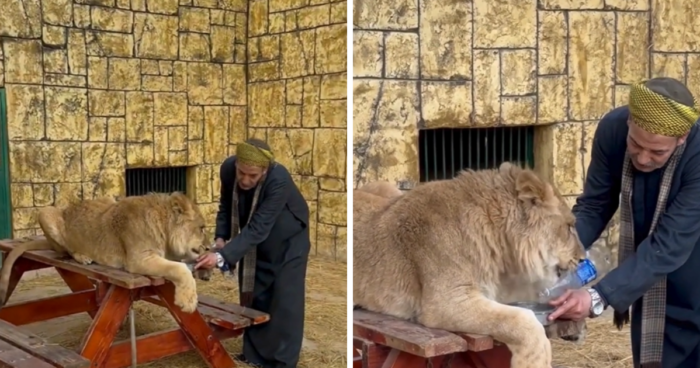 Heartwarming Bond or Dangerous Risk: This Caretaker & His Lion Are Going Viral